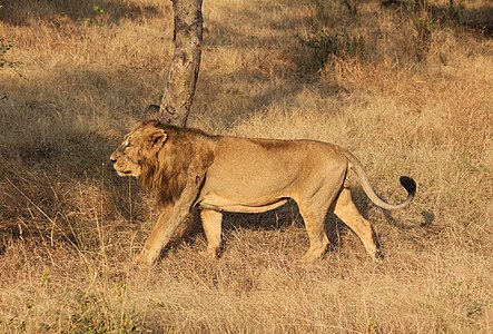 Asiatic lion (Panthera leo persica) in Gir Forest National Park, India