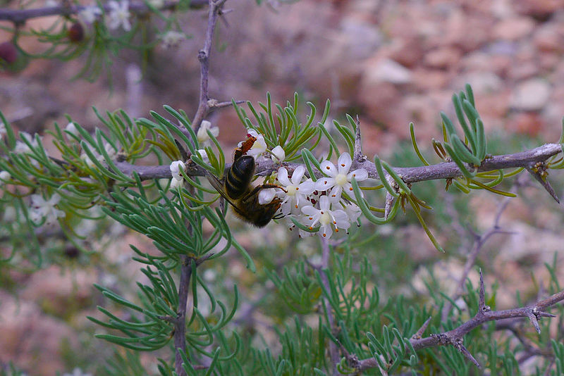 File:Asparagus albus269.jpg