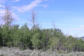 Aspen in Jackson Hole near the Gros Venture River