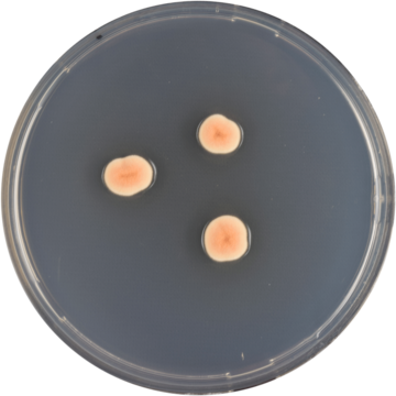 Aspergillus deflectus