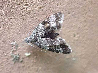 <i>Asterivora antigrapha</i> Species of moth