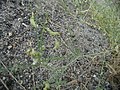 Astragalus mulfordiae plant in SW Idaho 2.jpg