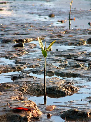 Plant on Cairns' beach (Austalia)