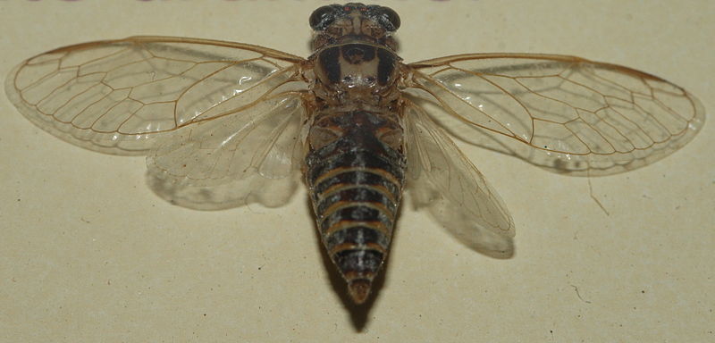 File:AustralianMuseum cicada specimen 67.JPG