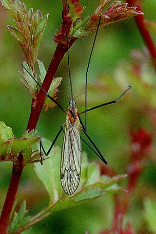 <i>Austrolimnophila</i> Genus of flies