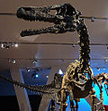Austroraptor için küçük resim