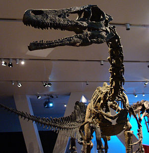 Austroraptor, skeletal reconstruction at the Royal Ontario Museum