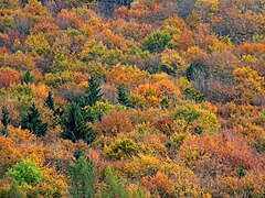 Foreste di latifoglie e foreste miste temperate