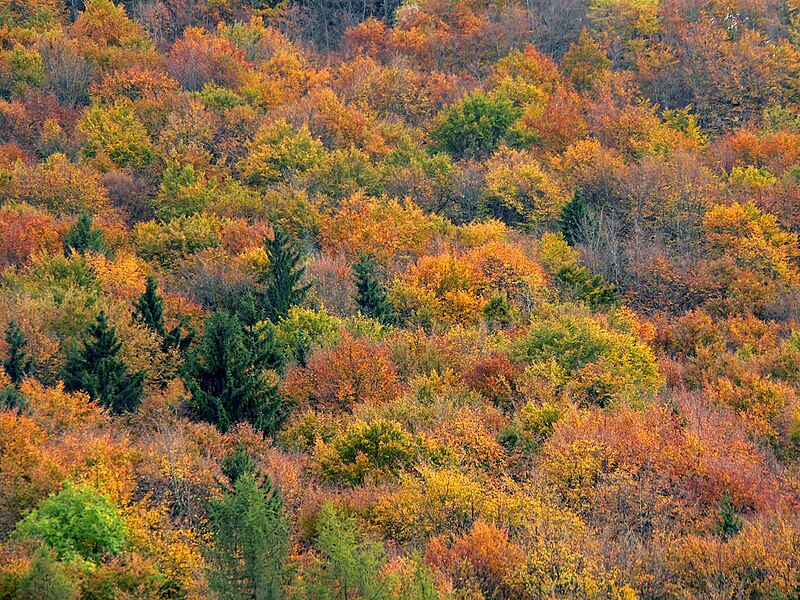 Forêts tempérées décidues et mixtes — Wikipédia