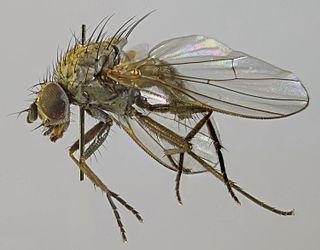 <i>Azelia cilipes</i> Species of fly