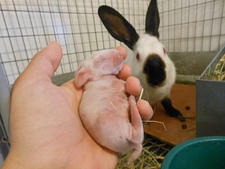 <span class="mw-page-title-main">Laurices</span> Rabbit fetus eaten as a meat dish