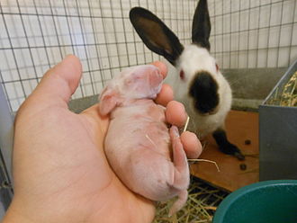 Newborn rabbits may be prepared as laurices. Baby Himalayan rabbit Compared to adult.JPG