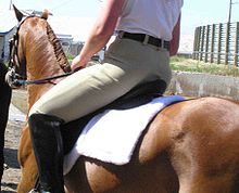 The length, width and shape of a horse's back all play a role in proper saddle fit. Back and behind.jpg