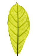 Deutsch: Textur des jungen Blattes eines Ficus elastica bei Durchlicht. English: Texture of a young backlit leaf of a ficus elastica plant.