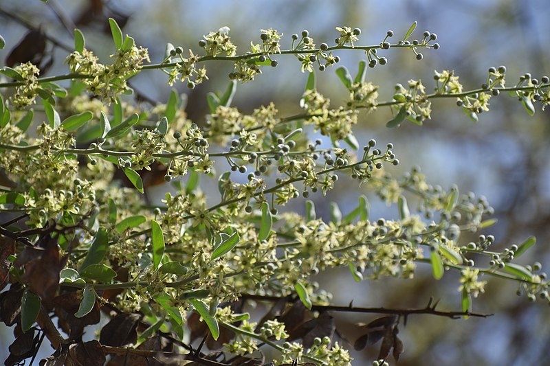 File:Balanites roxburghii 2 flowers.jpg