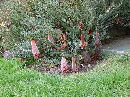 5  Seeds Southern Blechnum Banksia Banksia blechnifolia