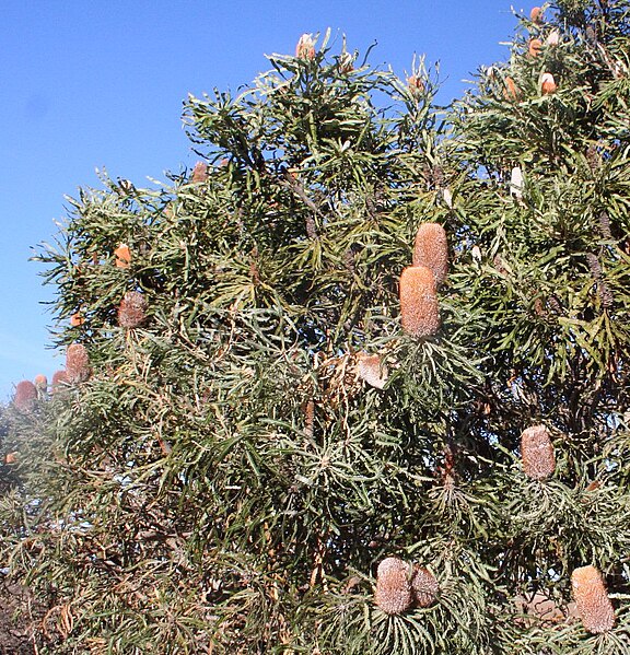 File:Banksia prionotes x hookeriana roadside walkaway.jpg