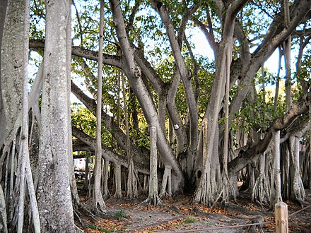 Banyan Tree - On the grounds of the Edison and Ford Winter Estates