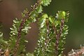 Barbilophozia barbata, Stämmchen-Unterseite