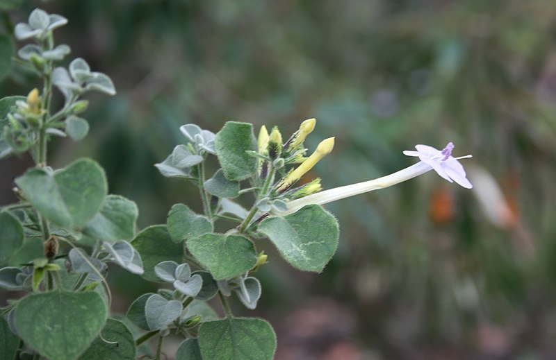 File:Barleria heterotricha, loof, blom en blomknoppe, Skrikfontein, a.jpg