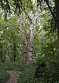 The Barn Elms London Plane tree known as Barney, thought to be the oldest example of the species in London and officially designated a Great Tree of London