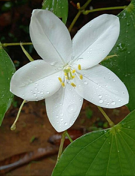 File:Bauhinia acuminata Flower 143.jpg