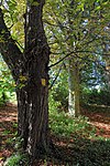 Clusters of trees