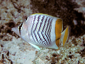 Bildbeschreibung Bep chaetodon madagaskariensis.jpg.