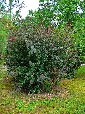 Berberis Vulgaris: Descripción, Distribución y hábitat, Ecología