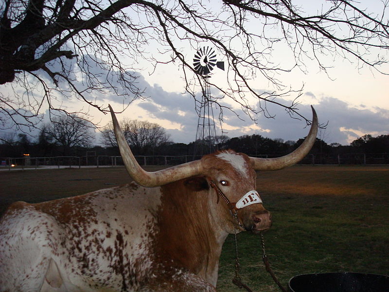 File:Bevo 34.JPG