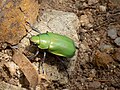 Chrysina beyeri