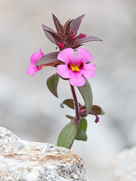 File:Bigelow's Monkeyflower (Mimulus bigelovii).jpg