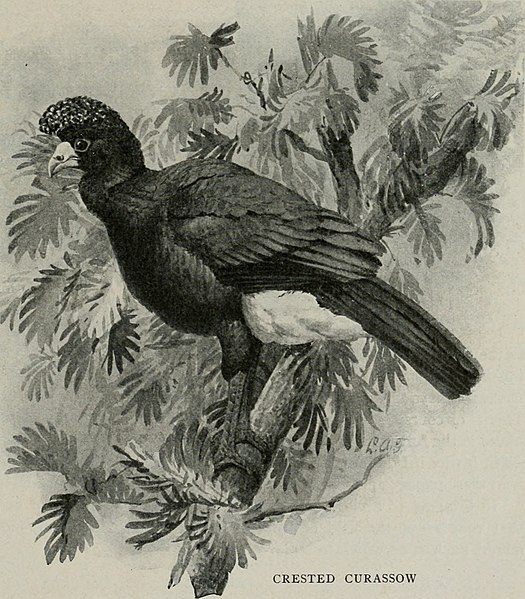 File:Bird-lore (1914) (14753070294).jpg