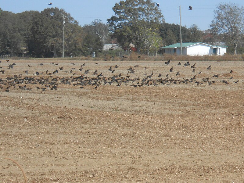 File:Birds Flock to Alabama Field.jpg