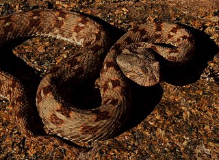 <i>Bitis xeropaga</i> Species of snake