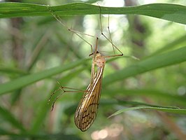 Bittacus nipponicus