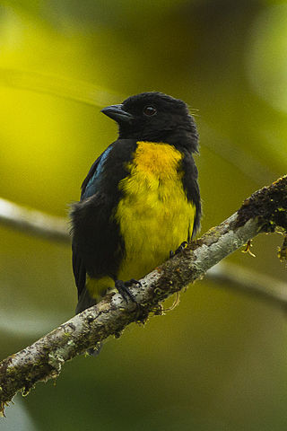 <span class="mw-page-title-main">Black-and-gold tanager</span> Species of bird