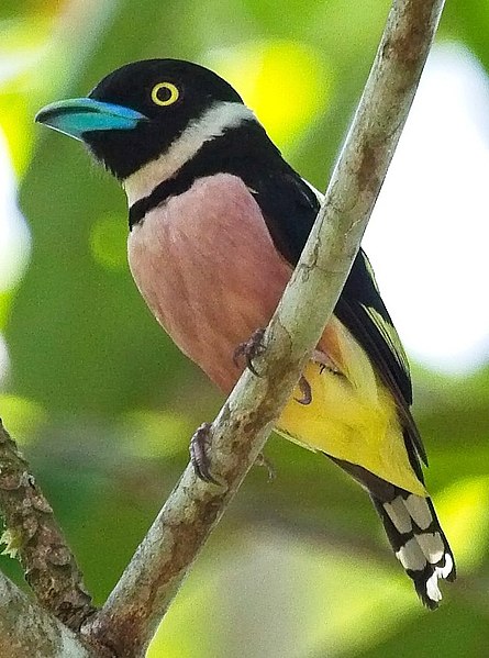 File:Black-and-yellow broadbill (cropped).jpg