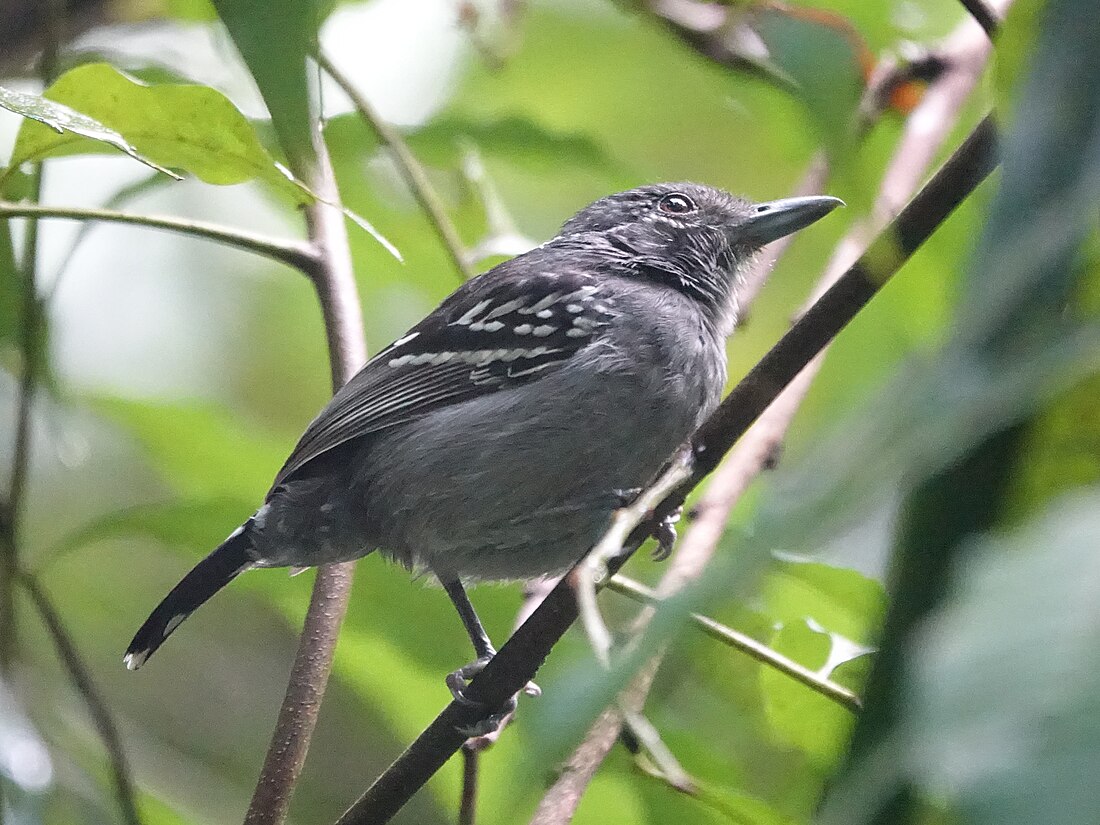 Black-crowned antshrike