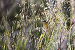 Thumbnail for File:Black-headed grosbeak (48075806408).jpg