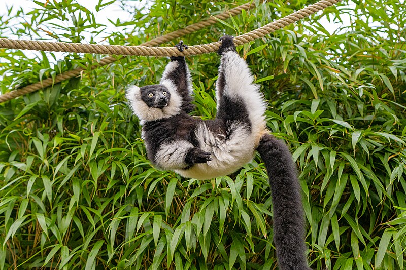 File:Black and white ruffed lemur - 51695065497.jpg