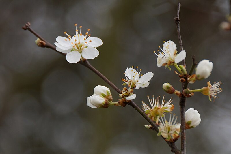 File:Blackthorn (Prunus spinosa), Chessington - geograph.org.uk - 5719688.jpg