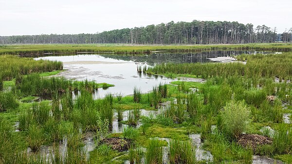 Blackwater National Wildlife Refuge in Dorchester County