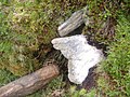 Thumbnail for File:Blanket bog on Glinsk Mountain.jpg