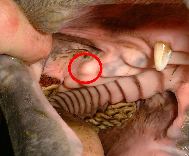 File:Blind wolf tooth in horse.jpg