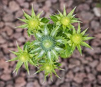 Bloemknoppen van Eryngium giganteum 'Miss Willmotts Geist' 04-06-2019.  (djb).  04.jpg