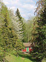 Svenska: Körsbärsblom i sluttningen N om Erika kvarn, Stenmurslandskapet, Väsmestorps naturreservat. Maj 2023.