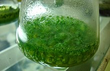 Blue-green algae cultured in specific media. Blue-green algae can be helpful in agriculture as they have the capability to fix atmospheric nitrogen to soil. This nitrogen is helpful to the crops. Blue-green algae is used as a biofertilizer. Blue-green algae cultured in specific media.jpg