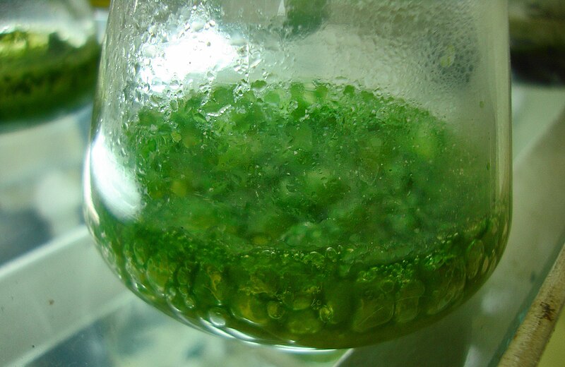 File:Blue-green algae cultured in specific media.jpg