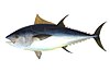 Pelagischer Fisch (Atlantischer Blauflossen-Thunfisch)